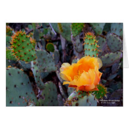 Orange Prickly Pear Cactus Blume Blossom