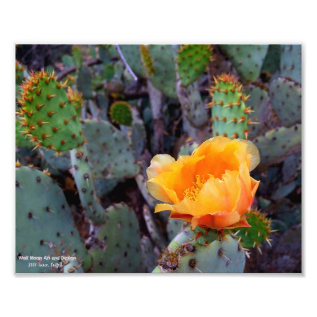 Orange Prickly Pear Cactus Blume Blossom Fotodruck (Vorne)