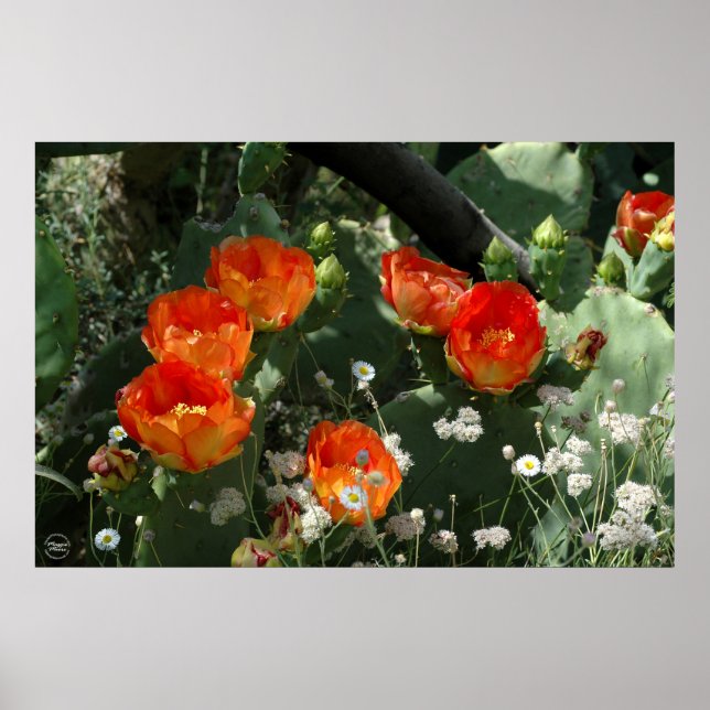Orange Prickly Pear Cactus Blume Poster (Vorne)