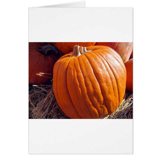 Orange Pumpkin (Vorne)