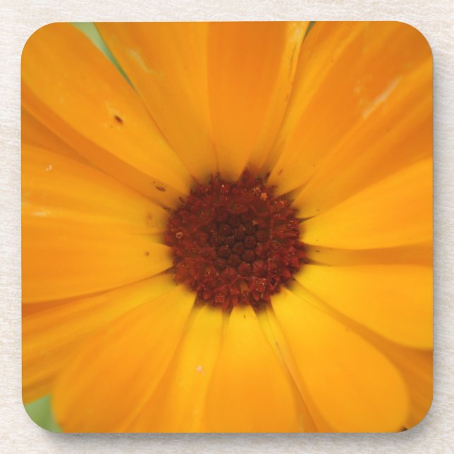 Orange Rain Daisy Cork Untersetzer (Vorderseite)