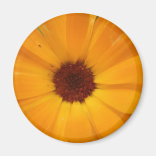 Orange Rain Daisy Magnet