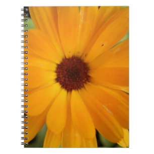 Orange Rain Daisy Notebook Notizblock
