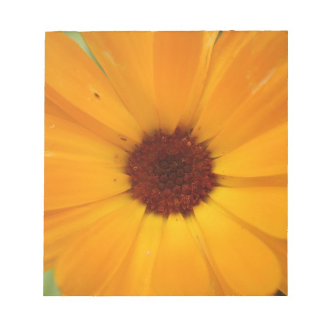 Orange Rain Daisy Notepad Notizblock (Vorderseite)