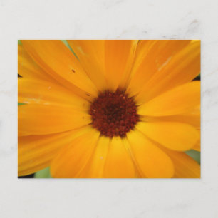 Orange Rain Daisy Postcard Postkarte
