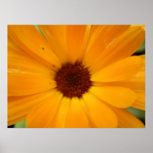 Orange Rain Daisy Print Poster