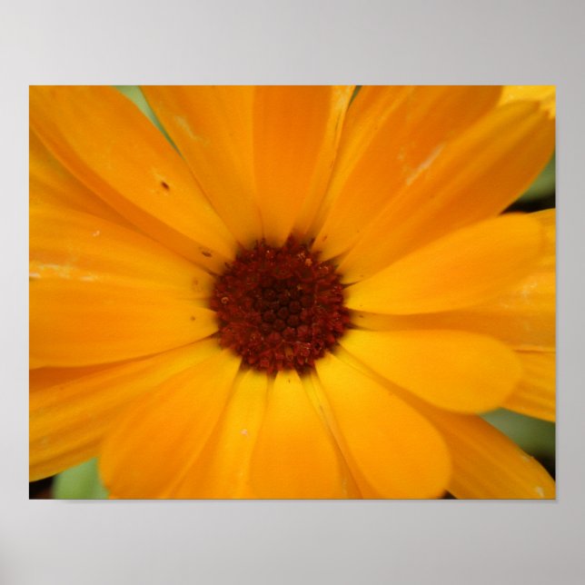 Orange Rain Daisy Print Poster (Vorne)