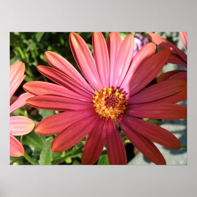 Orange Rain Daisy Print Poster (Vorne)