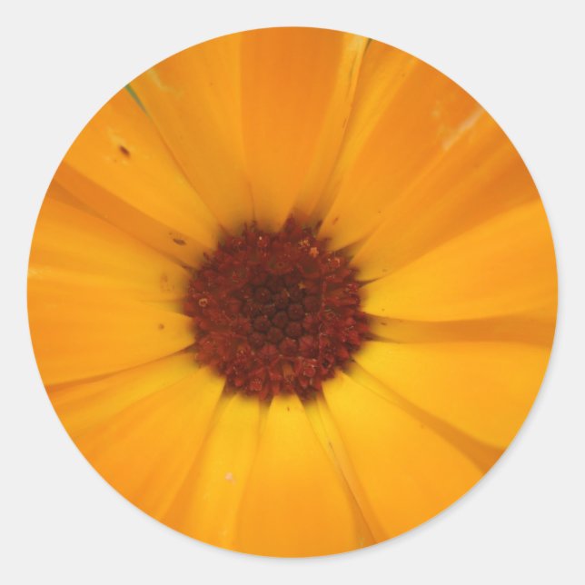 Orange Rain Daisy Stickers (Vorderseite)