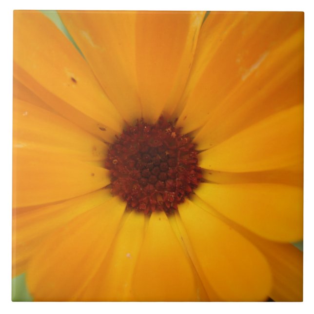 Orange Rain Daisy Tile Fliese (Vorderseite)