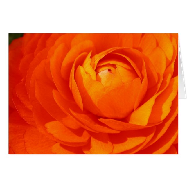 Orange Ranunculus (Vorderseite (Horizontal))