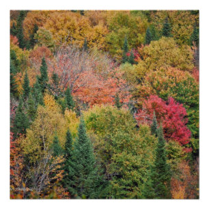Orange Red Bush Poster