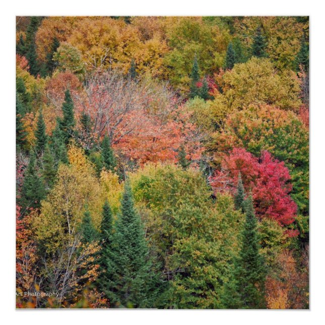 Orange Red Bush Poster (Vorderseite)