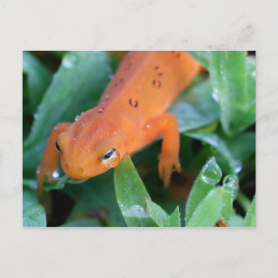 Orange Red Eft Salamander Nature Postkarte
