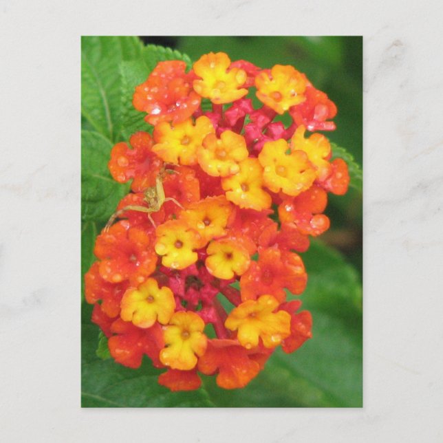 Orange-Red Lantana Postkarte (Vorderseite)
