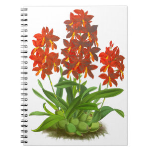 Orange Red Orchid Blume_GC Notebook Notizblock