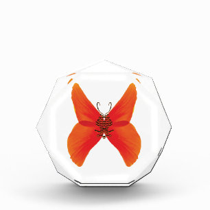 Orange Red Poppy Butterfly mit Ihrem Namen Fotoblock