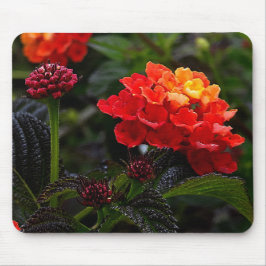 Orange Red Trailing Lantana #1-2 Mouse Pad Mousepad