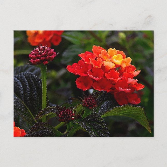 Orange Red Trailing Lantana #1-2 Postcard Postkarte (Vorderseite)