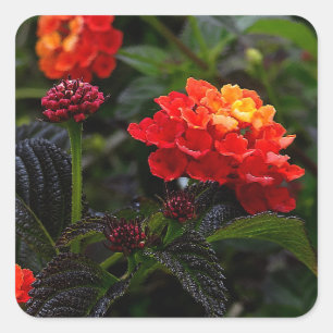 Orange Red Trailing Lantana #1-2 Stickers