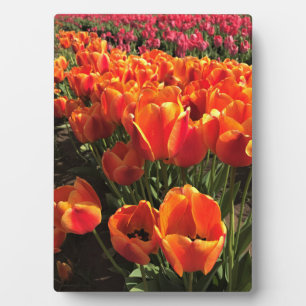 Orange & Red Tulips Fotoplatte