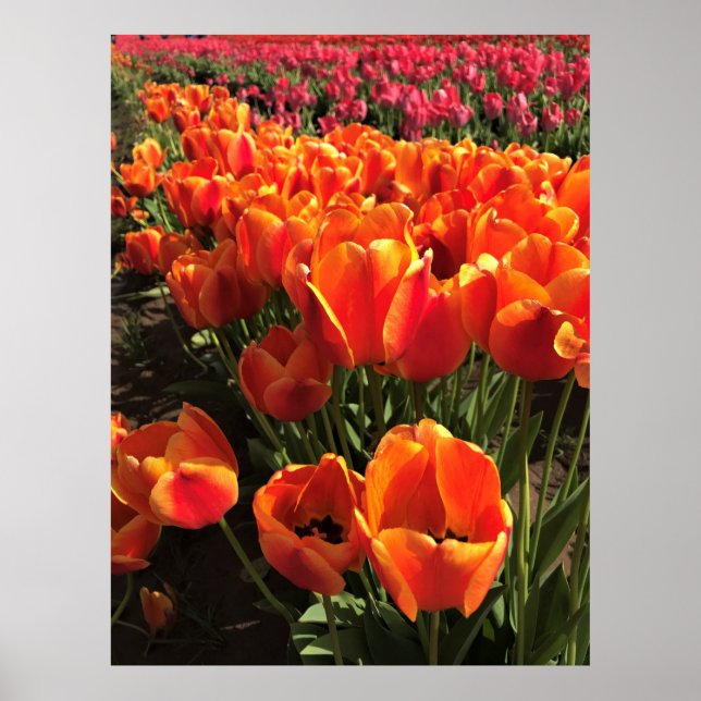Orange & Red Tulips Poster (Vorne)