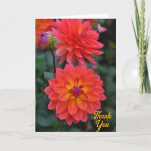 Orange, Red, Yellow Dahlia Blume Vielen Dank Karte