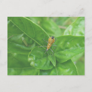 Orange Reduvid Postkarte