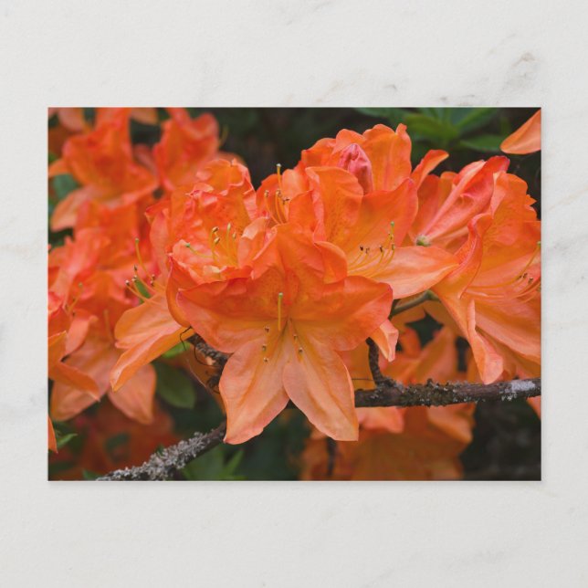 Orange Rhododendron Blume Postkarte (Vorderseite)