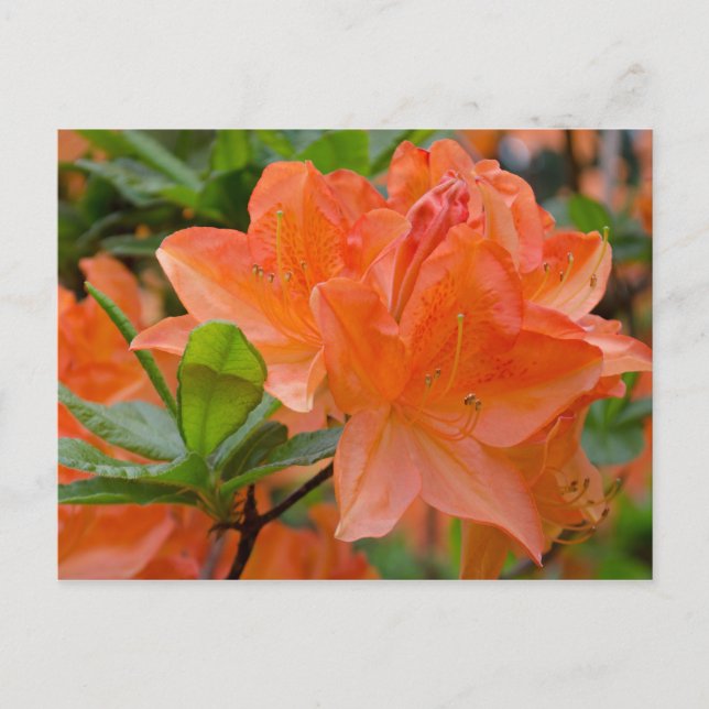 Orange Rhododendron Lemonara Blume Postkarte (Vorderseite)