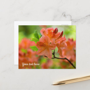 Orange Rhododendron Postcard Postkarte