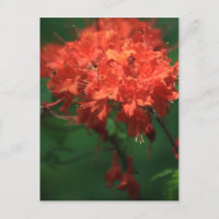 Orange Rhododendron Postcard