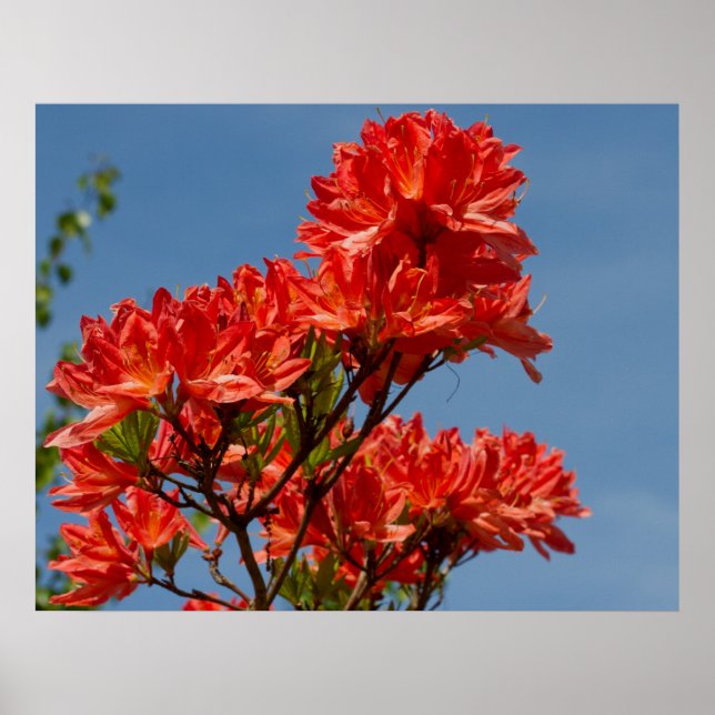 ‚Orange Rhododendron‘ Poster (Vorne)