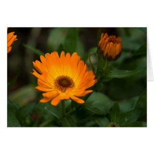 Orange Ringelblume   Orangefarbene Ringelblume
