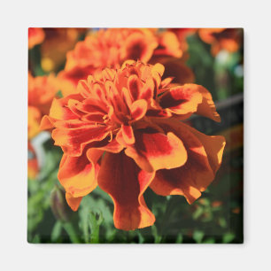 Orange Ringelblumen-Blumen-Magnet Magnet