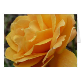 Orange Rose