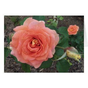 Orange Rose