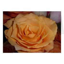 Orange Rose