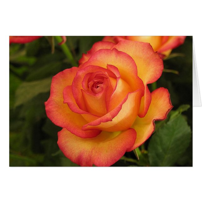 Orange Rose (Vorderseite (Horizontal))