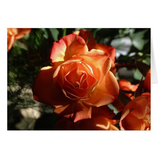 Orange Rose (Vorderseite (Horizontal))