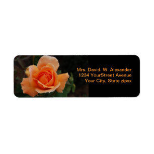 Orange Rose