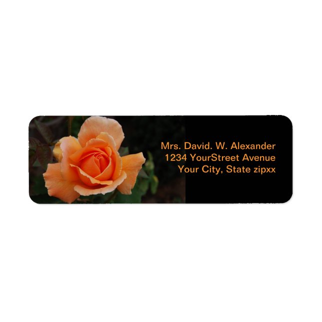 Orange Rose (Vorne)