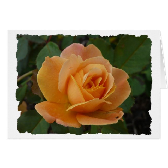 Orange Rose (Vorderseite (Horizontal))