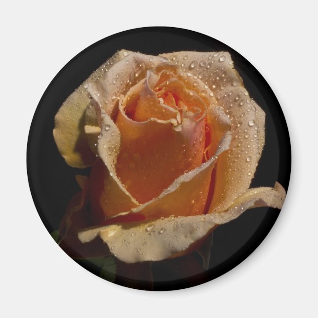 Orange Rose 1 Magnet (Vorne)