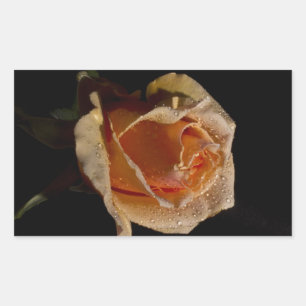 Orange Rose 1 Rechteckiger Aufkleber