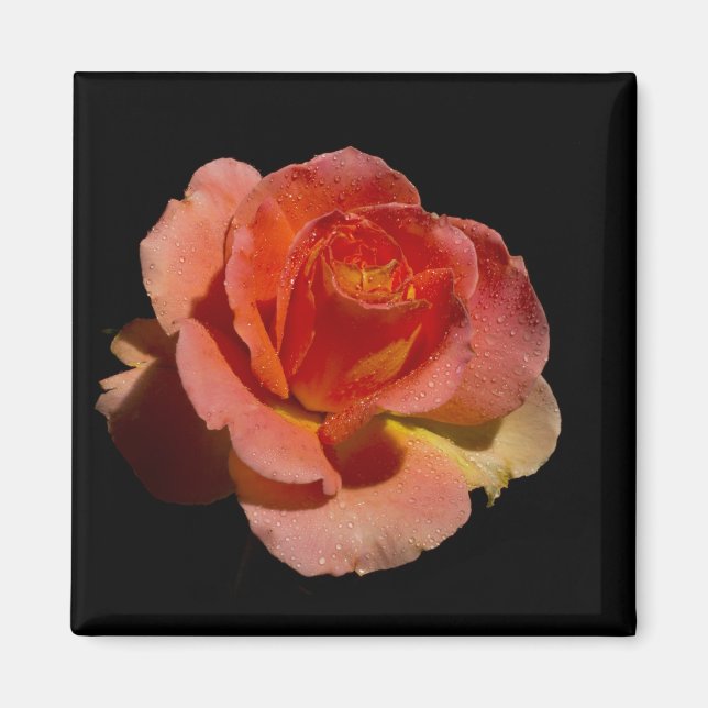 Orange Rose 2 Magnet (Vorne)