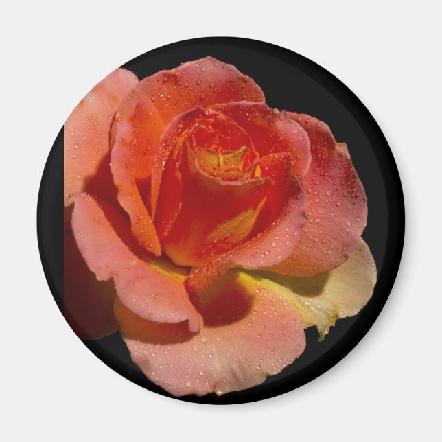 Orange Rose 2 Magnet (Vorne)