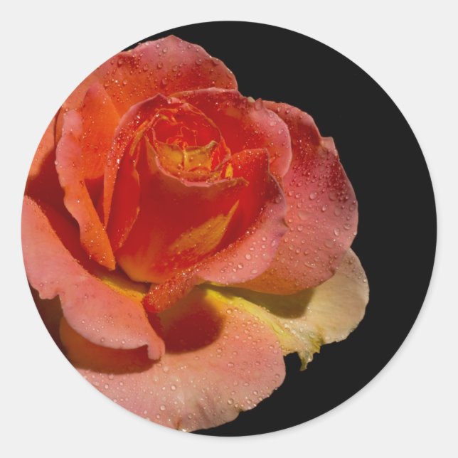 Orange Rose 2 Runder Aufkleber (Vorderseite)