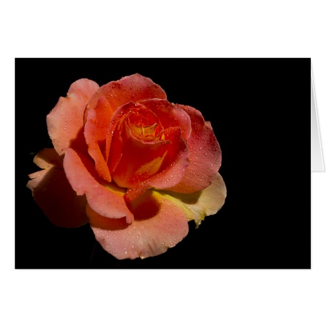 Orange Rose 2 schwarz (Vorderseite (Horizontal))