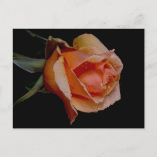 Orange Rose 3 Postkarte